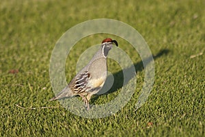 Gambel's(california) Quail Male