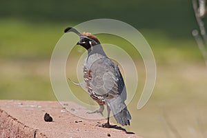 Gambel's(california) Quail Male