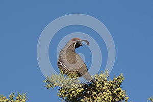 Gambel's(california) Quail Male