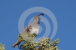 Gambel's(california) Quail Male Calling