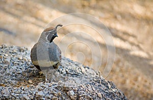 Gambel's Quail