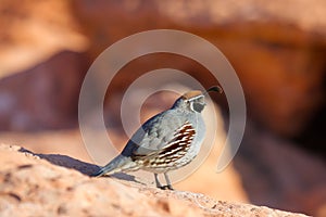 Gambel's Quail