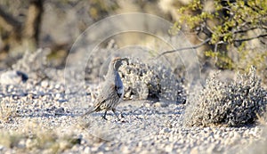 Gambel`s Quail bird, Tucson Arizona Sonora Desert