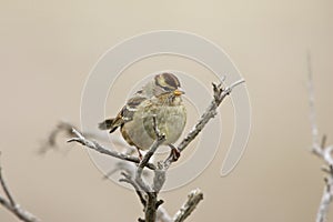 Gambel's White-crowned Sparrow