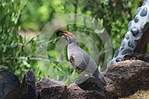 Gambels Quail in the Desert Botanical Gardens, Phoenix, Arizona