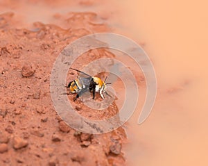 Gambia Bee