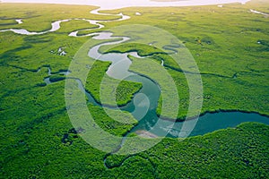 Gambia Mangroves. Aerial view of mangrove forest in Gambia. Photo made by drone from above. Africa Natural Landscape