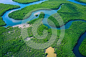 Gambia Mangroves. Aerial view of mangrove forest in Gambia. Photo made by drone from above. Africa Natural Landscape