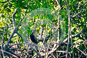 Gambia Mangroves. Black cormoran bird. Green mangrove trees in forest. Gambia photo