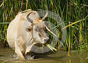 Gambian cow eating reed plants