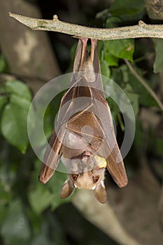 Gambian epauletted fruit bat (Epomophorus gambianus) eating.