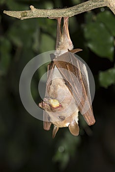 Gambian epauletted fruit bat (Epomophorus gambianus) eating. photo