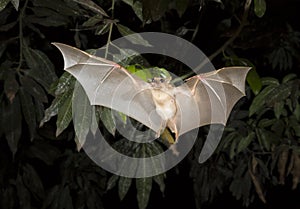 Gambian epauletted fruit bat (Epomophorus gambianus) flying. photo