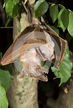Gambian epauletted fruit bat (Epomophorus gambianus) hanging in a tree with baby on the belly.