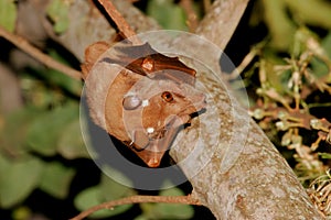 Gambian Epauletted fruit bat photo