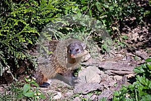 Gambian mongoose