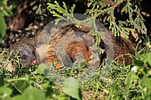 Gambian mongoose photo