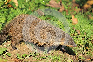 Gambian mongoose