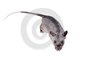 Gambian pouched rat, 3 month old, on white