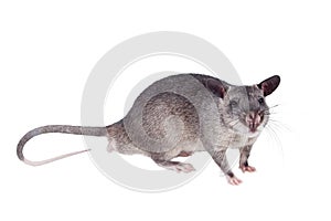 Gambian pouched rat, 3 month old, on white