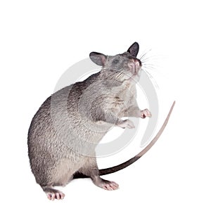 Gambian pouched rat, 3 month old, on white