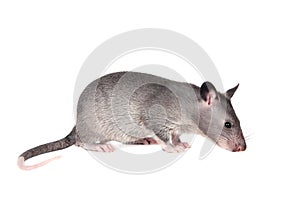 Gambian pouched rat, 3 month old, on white