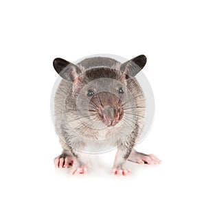 Gambian pouched rat, 3 month old, on white