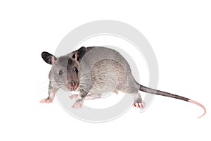 Gambian pouched rat, 3 month old, on white