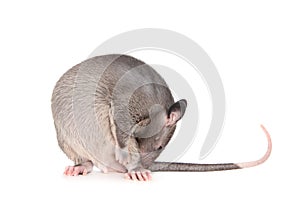 Gambian pouched rat, 3 month old, on white