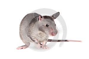 Gambian pouched rat, 3 month old, on white