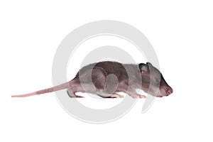 Gambian pouched rat, 3 week old, on white