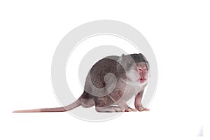 Gambian pouched rat, 3 week old, on white