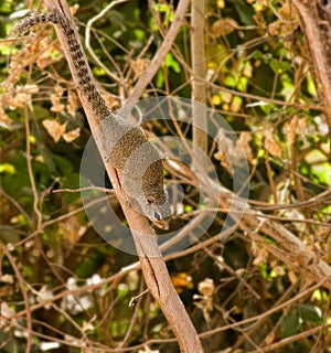 Gambian Sun Squirrel