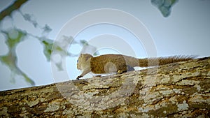 Gambian sun squirrel