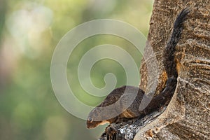 Gambian Sun Squirrel - Heliosciurus gambianus