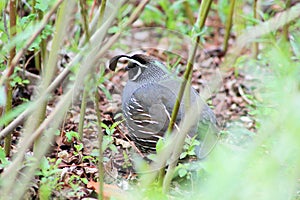Gamble quail