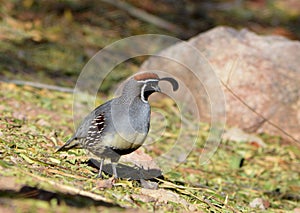 Gamble Quail