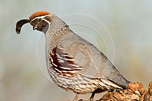 Gamble's Quail