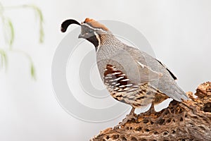 Gamble's Quail