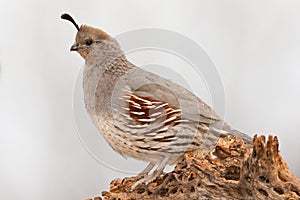 Gamble's Quail