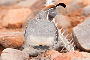 Gamble's Quail