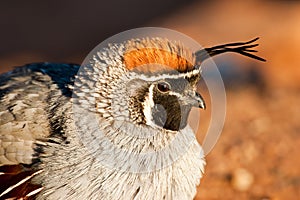 Gamble's Quail