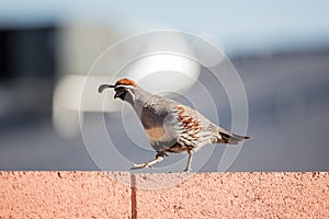 Gamble's Quail