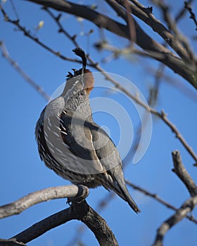 Gamble\'s Quail calling