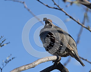 Gamble\'s Quail perched in a tree