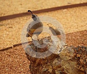 Gambles quail