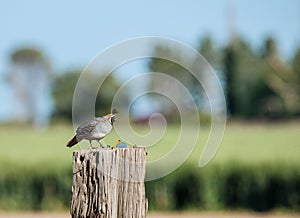 Gambles quail on sentry duty