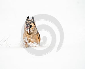 Gambling Garafiano shepherd in deep snow Black forest Germany