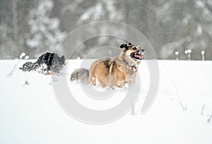 Gambling Garafiano shepherd in deep snow Black forest Germany