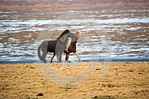 Gambling Icelandic horses on the meadow in winter